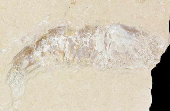 Cretaceous Fossil Shrimp - Lebanon #48567